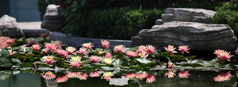 荷花和莲花有什么区别 荷花和莲花有什么区别 - 爱唱歌