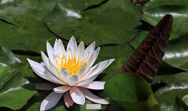 荷花和莲花有什么区别 荷花和莲花有什么区别 - 爱唱歌