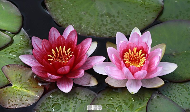 荷花和莲花有什么区别 荷花和莲花有什么区别 - 爱唱歌