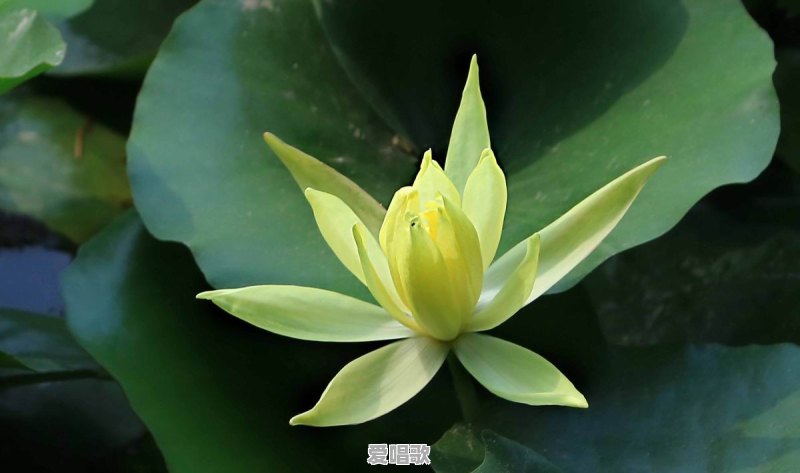 荷花和莲花有什么区别 荷花和莲花有什么区别 - 爱唱歌