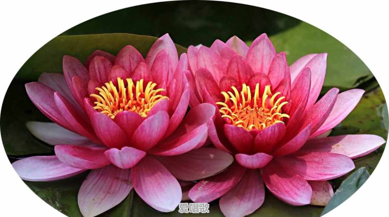 荷花和莲花有什么区别 荷花和莲花有什么区别 - 爱唱歌
