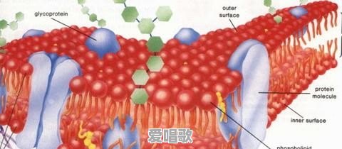 肺活量怎么练最快有效 肺活量怎么练最快有效 - 爱唱歌