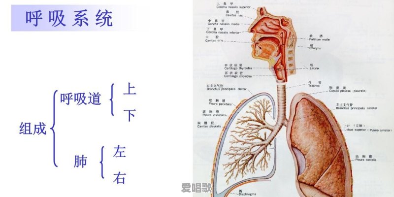 肺活量怎么练最快有效 肺活量怎么练最快有效 - 爱唱歌