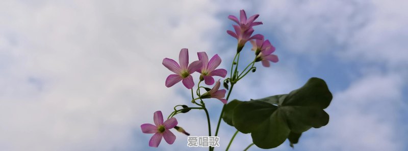 一个20来岁的小伙子唱邓丽君韩宝仪他们那个年代的歌是什么感觉 一个20来岁的小伙子唱邓丽君韩宝仪他们那个年代的歌是什么感觉 - 爱唱歌