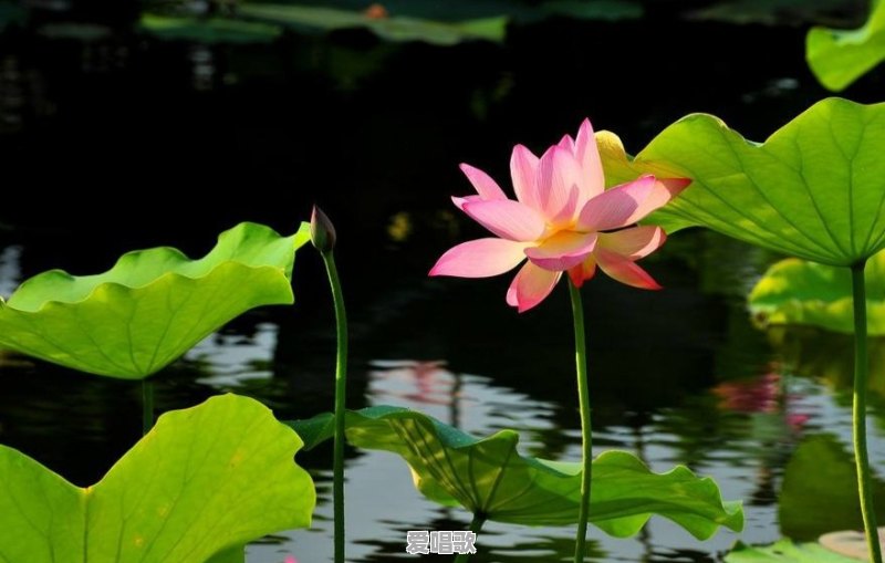 怎样写七绝?你愿试写一首吗 怎样写七绝?你愿试写一首吗 - 爱唱歌