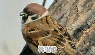 一首歌国语和粤语两个版本在内容表达有哪些区别？你喜欢哪版 - 爱唱歌