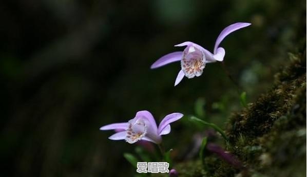 想开头的歌词 想开头的歌词 - 爱唱歌