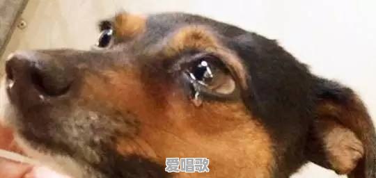有哪些纯音乐曾无数次打动你,觉得百听不厌 有哪些纯音乐曾无数次打动你,觉得百听不厌 - 爱唱歌