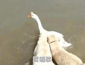 为何古人说一个人走夜路,无论听见什么,都不要停下,不要回头 为何古人说一个人走夜路,无论听见什么,都不要停下,不要回头 - 爱唱歌