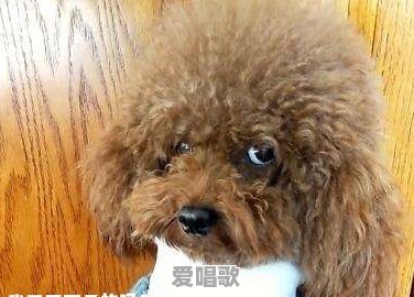 糖糖粤语歌曲 - 爱唱歌
