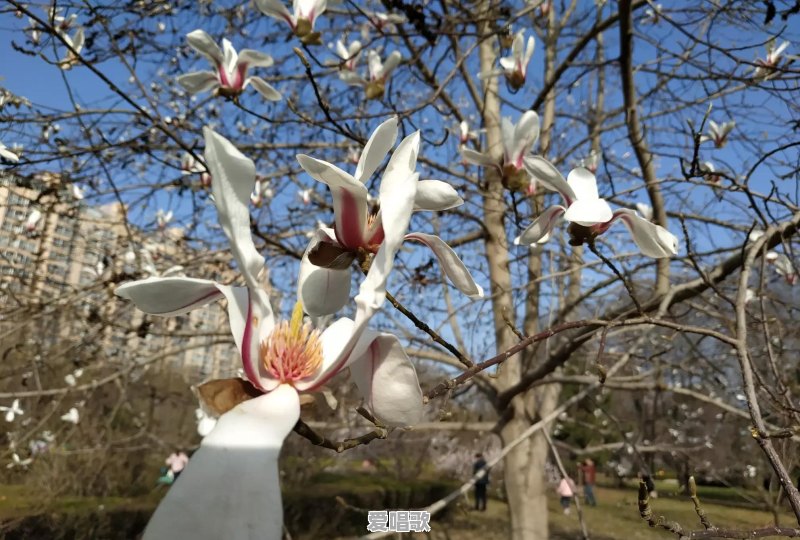 总是忘不掉她,但她已经结婚了。有什么办法 总是忘不掉她,但她已经结婚了。有什么办法 - 爱唱歌