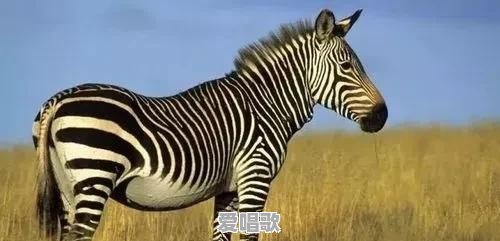 在宾馆里和陌生人拼房，是什么感觉 - 爱唱歌