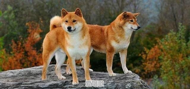 有什么像土狗一样的宠物狗 有什么像土狗一样的宠物狗 - 爱唱歌