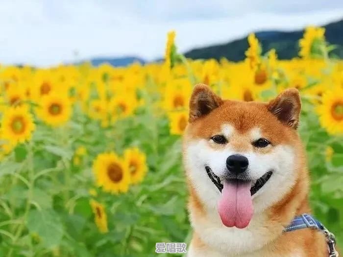 有什么像土狗一样的宠物狗 有什么像土狗一样的宠物狗 - 爱唱歌