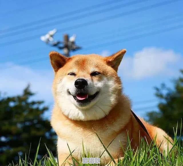 有什么像土狗一样的宠物狗 有什么像土狗一样的宠物狗 - 爱唱歌