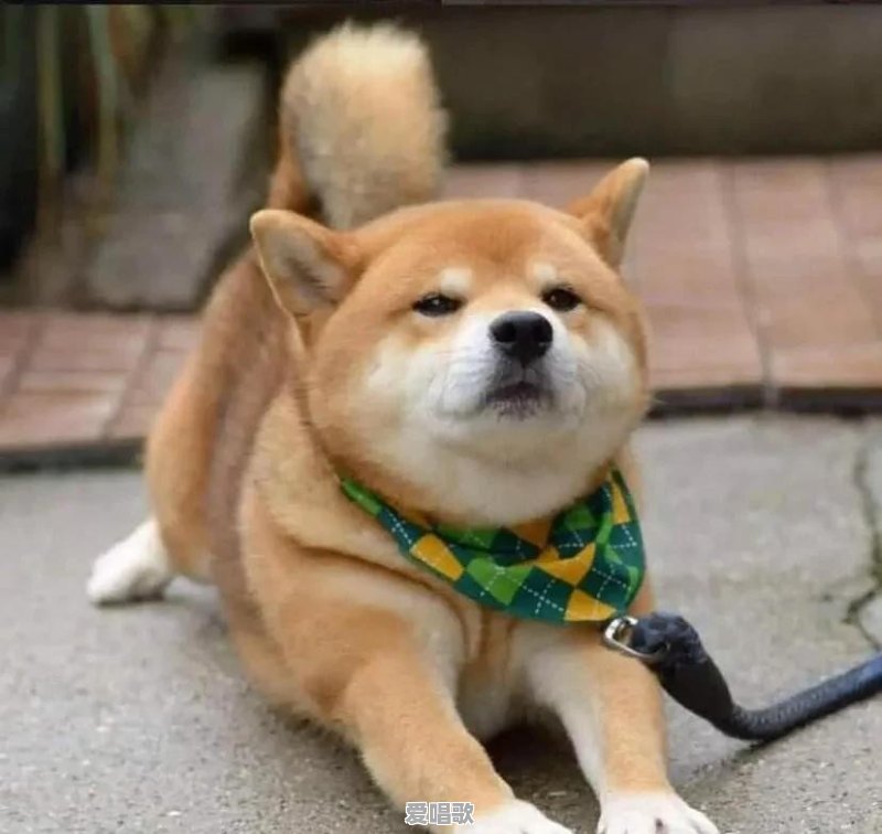 有什么像土狗一样的宠物狗 有什么像土狗一样的宠物狗 - 爱唱歌