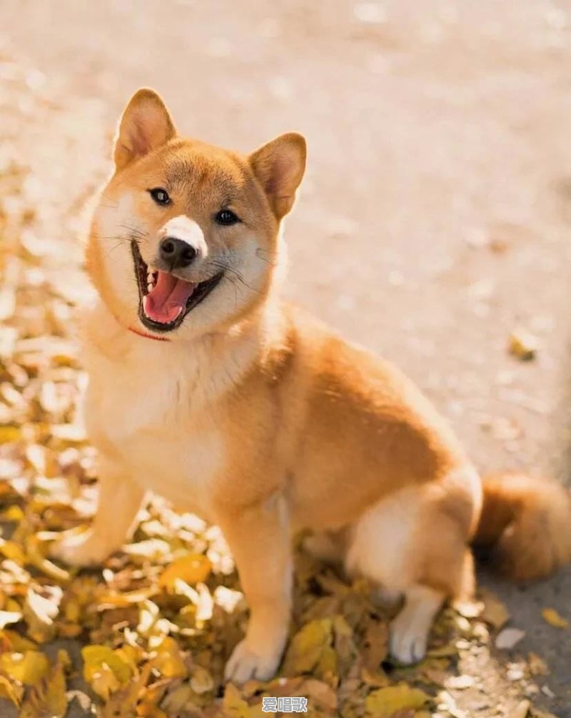 有什么像土狗一样的宠物狗 有什么像土狗一样的宠物狗 - 爱唱歌