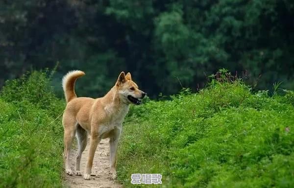 有什么像土狗一样的宠物狗 有什么像土狗一样的宠物狗 - 爱唱歌