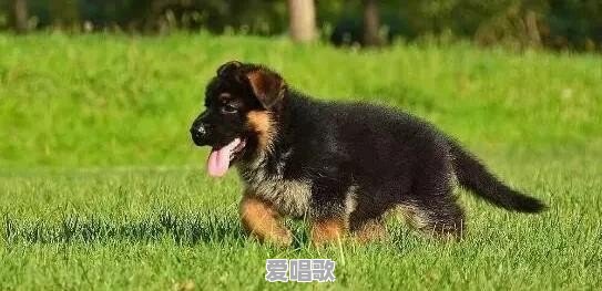 有什么像土狗一样的宠物狗 有什么像土狗一样的宠物狗 - 爱唱歌