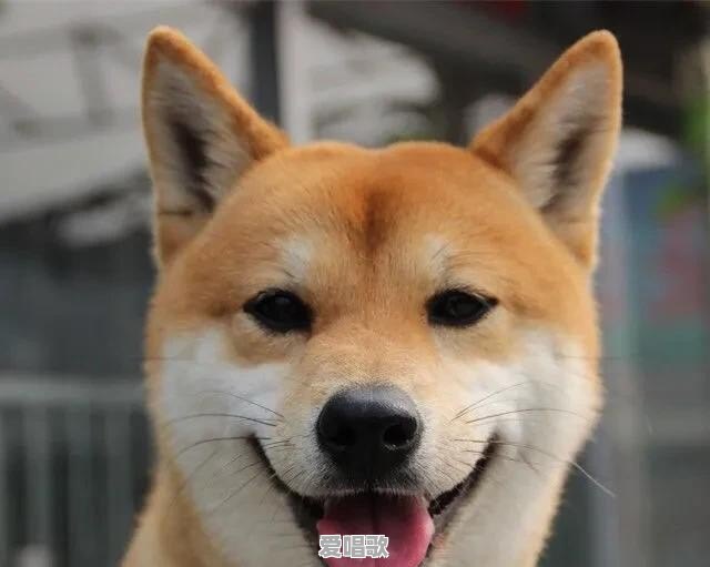 有什么像土狗一样的宠物狗 有什么像土狗一样的宠物狗 - 爱唱歌
