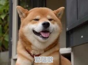 有什么像土狗一样的宠物狗 有什么像土狗一样的宠物狗 - 爱唱歌