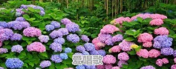 为什么有些人年级越大越钟爱老歌 为什么有些人年级越大越钟爱老歌 - 爱唱歌