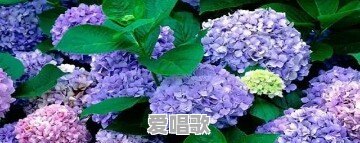 为什么有些人年级越大越钟爱老歌 为什么有些人年级越大越钟爱老歌 - 爱唱歌