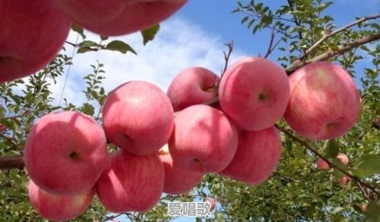 小苹果为什么比大苹果好吃,谁能告诉我原因所在呢 小苹果为什么比大苹果好吃,谁能告诉我原因所在呢 - 爱唱歌