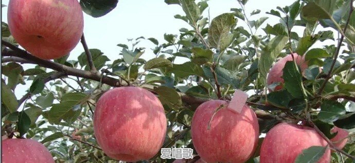小苹果为什么比大苹果好吃,谁能告诉我原因所在呢 小苹果为什么比大苹果好吃,谁能告诉我原因所在呢 - 爱唱歌
