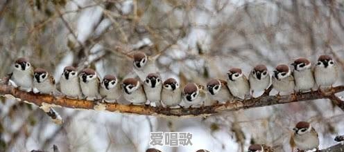 一无所有,在小山村里可以怎样生存 一无所有,在小山村里可以怎样生存 - 爱唱歌
