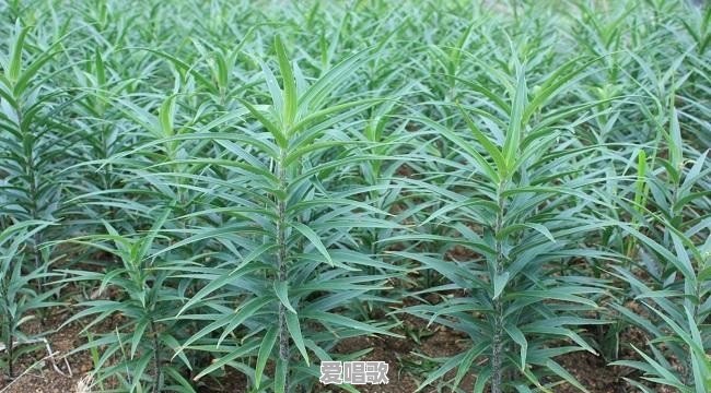 一无所有,在小山村里可以怎样生存 一无所有,在小山村里可以怎样生存 - 爱唱歌
