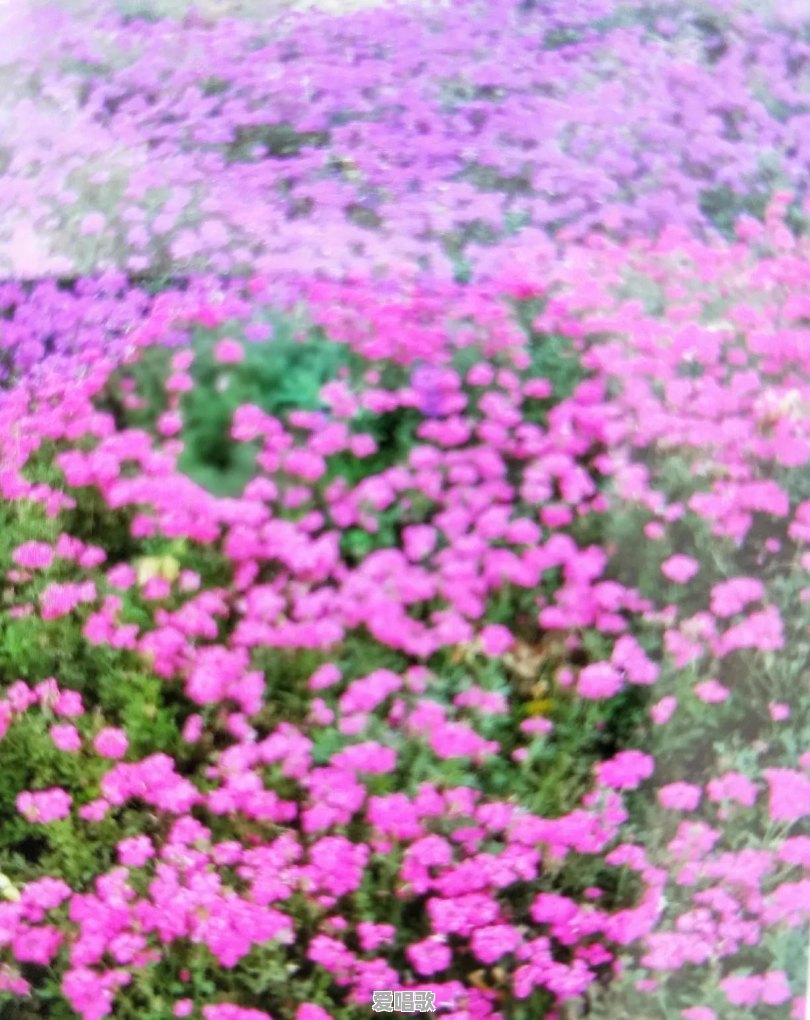 唱歌总是抢拍、拖拍,完全没有节奏感,有什么办法可以把节奏训练好 唱歌总是抢拍、拖拍,完全没有节奏感,有什么办法可以把节奏训练好 - 爱唱歌