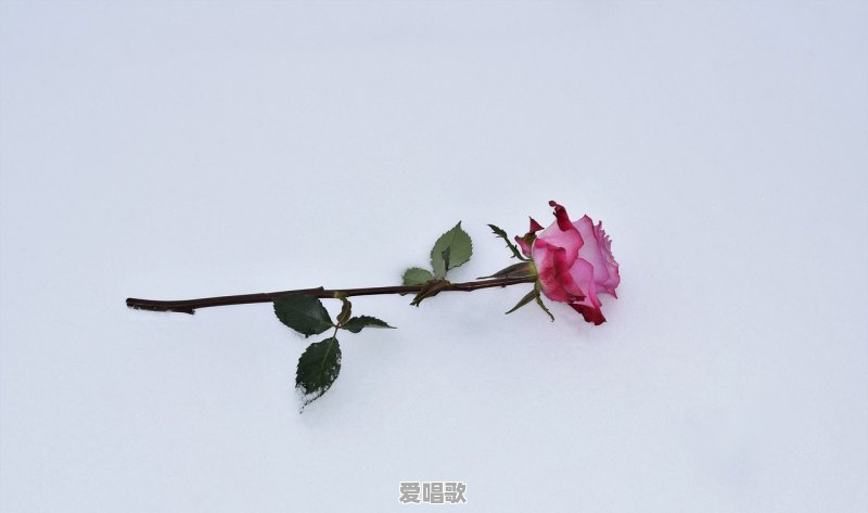 为什么很多人都喜欢唐伯虎的《桃花庵诗》,要表达什么 为什么很多人都喜欢唐伯虎的《桃花庵诗》,要表达什么 - 爱唱歌