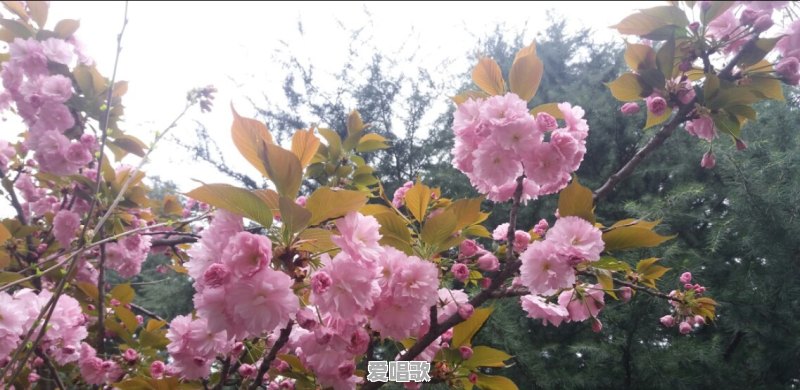 去东南亚旅游，哪个国家值得推荐？怎么玩比较好 - 爱唱歌