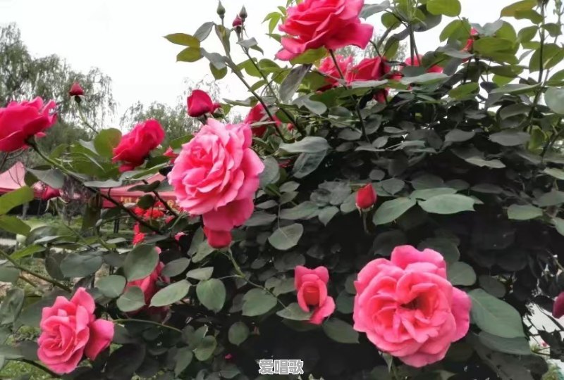 最近想出去走走,有合适的旅游地点推荐吗 最近想出去走走,有合适的旅游地点推荐吗 - 爱唱歌