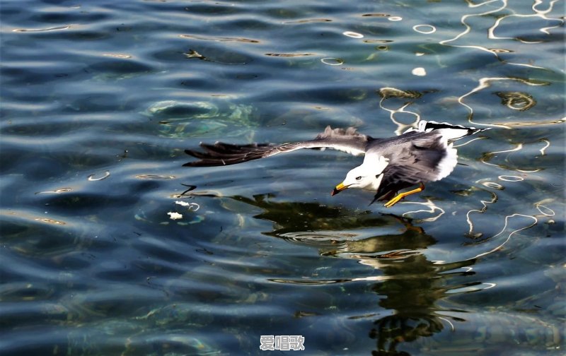 你手机里有海边的、民宿的美照吗，可以分享吗 - 爱唱歌