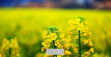 能带我们欣赏您原创的现代诗吗 能带我们欣赏您原创的现代诗吗 - 爱唱歌