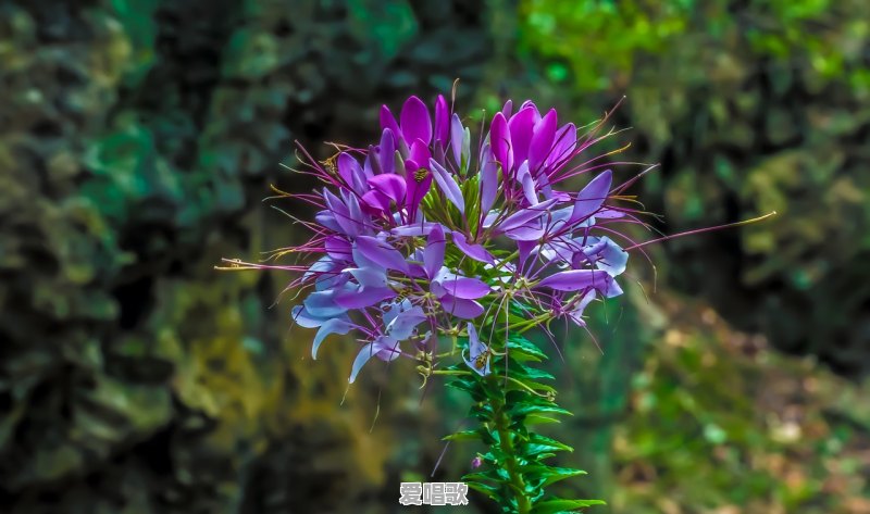 人好金银贵果木桃花鲜歌曲叫什么名 人好金银贵果木桃花鲜歌曲叫什么名 - 爱唱歌