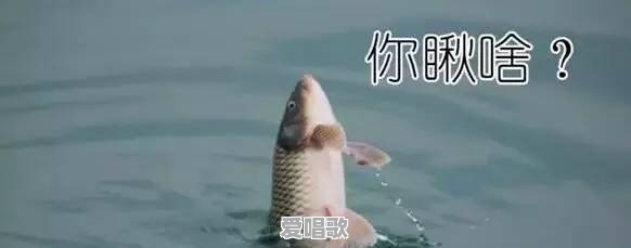 缑氏网红歌手 缑氏网红歌手 - 爱唱歌