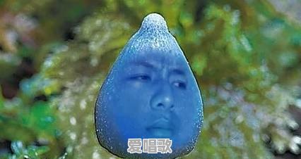2016年度最火的流行语是什么?蓝瘦香菇?葛优瘫?老司机带带我 2016年度最火的流行语是什么?蓝瘦香菇?葛优瘫?老司机带带我 - 爱唱歌