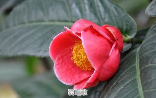腼腆,害羞,不爱说话,不爱和人交流,尤其是异性,内心是很渴望与人交流的,该怎么走出去 腼腆,害羞,不爱说话,不爱和人交流,尤其是异性,内心是很渴望与人交流的,该怎么走出去 - 爱唱歌