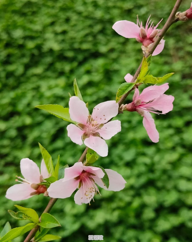 路边随处可见的小草花/小树花,怎么拍,效果更好 路边随处可见的小草花/小树花,怎么拍,效果更好 - 爱唱歌
