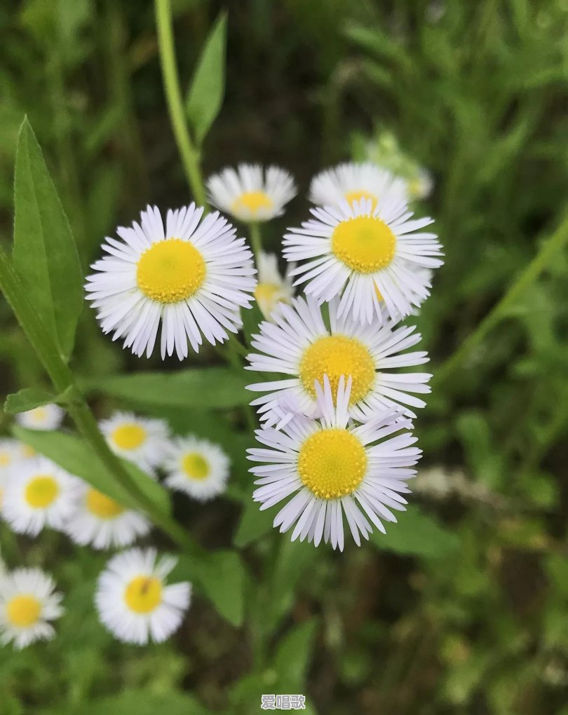 路边随处可见的小草花/小树花,怎么拍,效果更好 路边随处可见的小草花/小树花,怎么拍,效果更好 - 爱唱歌