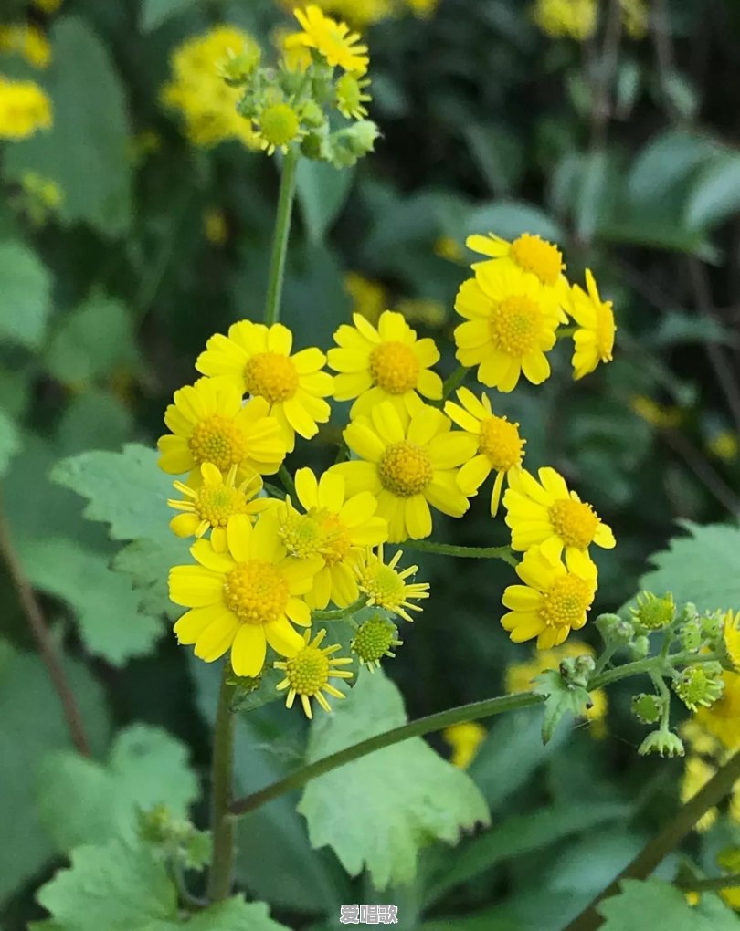 路边随处可见的小草花/小树花,怎么拍,效果更好 路边随处可见的小草花/小树花,怎么拍,效果更好 - 爱唱歌