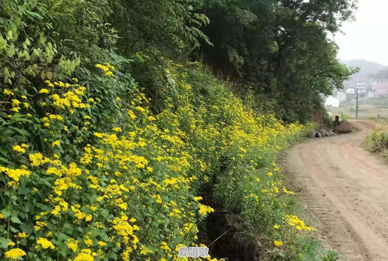 路边随处可见的小草花/小树花,怎么拍,效果更好 路边随处可见的小草花/小树花,怎么拍,效果更好 - 爱唱歌