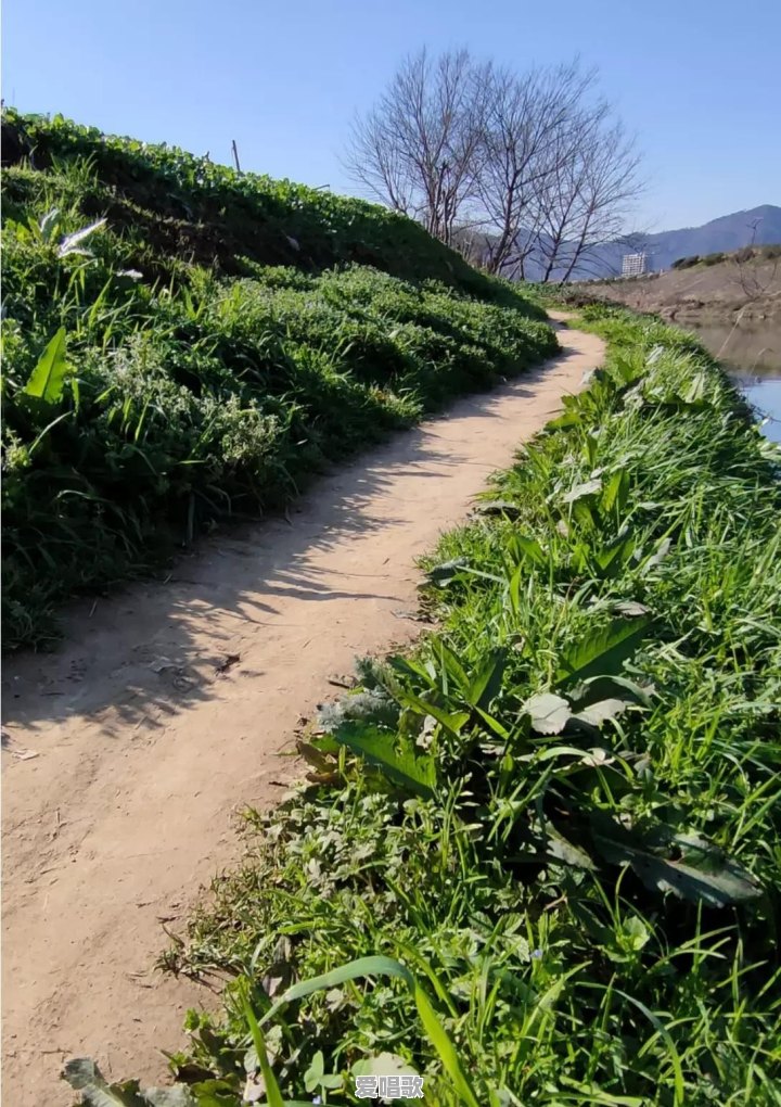 路边随处可见的小草花/小树花,怎么拍,效果更好 路边随处可见的小草花/小树花,怎么拍,效果更好 - 爱唱歌