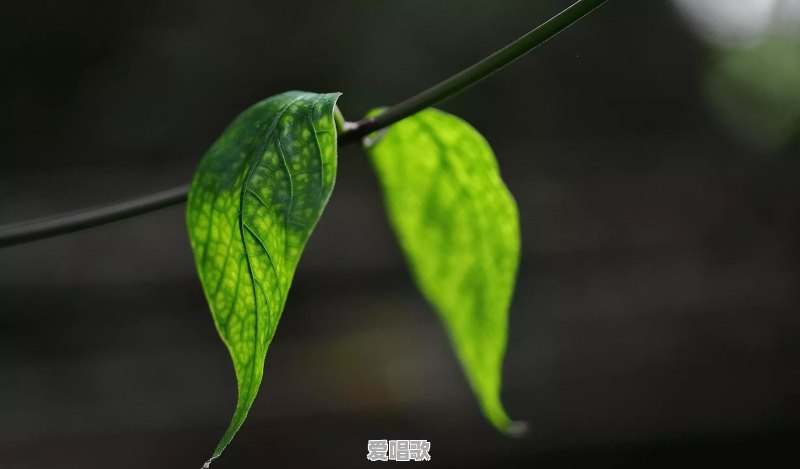 路边随处可见的小草花/小树花,怎么拍,效果更好 路边随处可见的小草花/小树花,怎么拍,效果更好 - 爱唱歌
