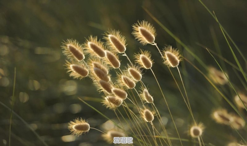 路边随处可见的小草花/小树花,怎么拍,效果更好 路边随处可见的小草花/小树花,怎么拍,效果更好 - 爱唱歌