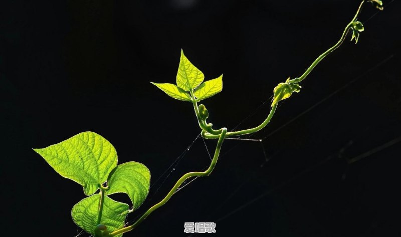 路边随处可见的小草花/小树花,怎么拍,效果更好 路边随处可见的小草花/小树花,怎么拍,效果更好 - 爱唱歌