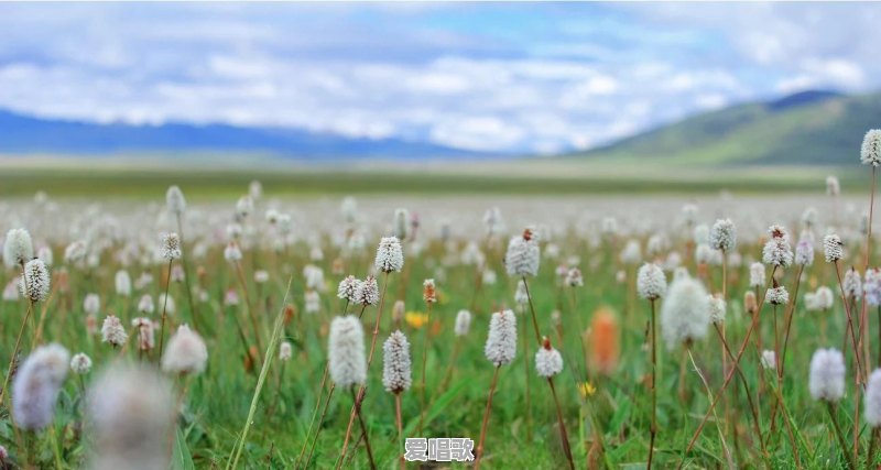 路边随处可见的小草花/小树花,怎么拍,效果更好 路边随处可见的小草花/小树花,怎么拍,效果更好 - 爱唱歌
